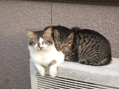 写真